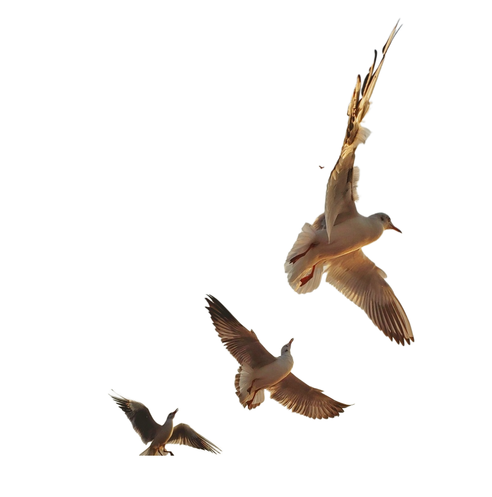 Birds Soaring In The Air