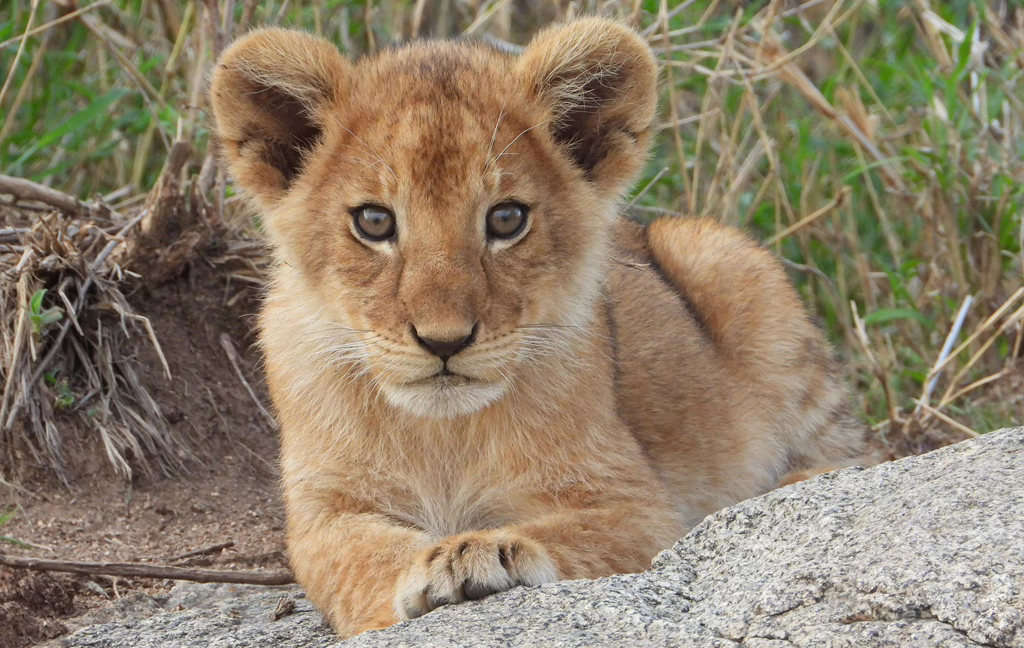 MWD - A Small Lion Cub That Becomes The King of The Jungle