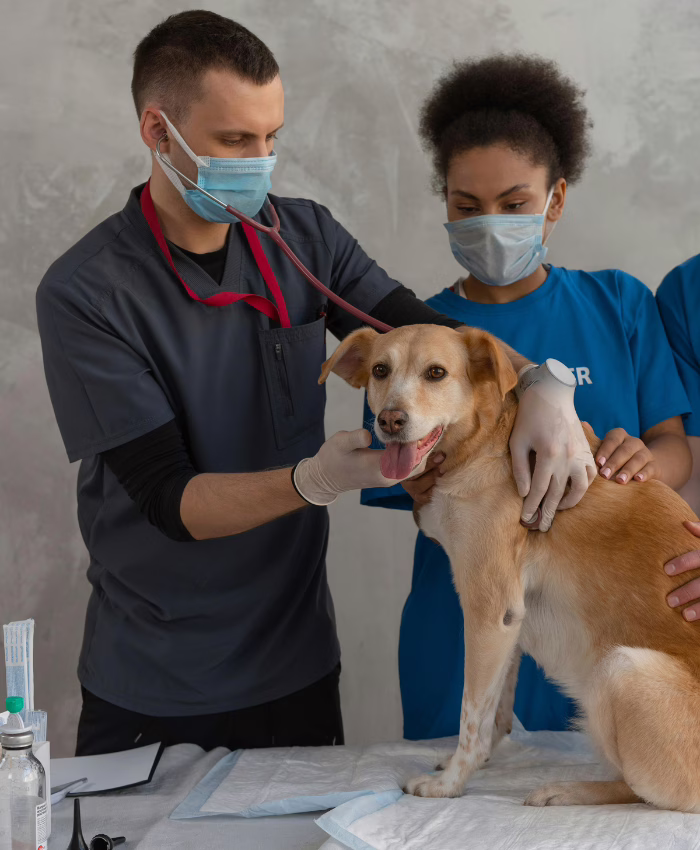 MWD - Vétérinaires prenant soin d'un chien